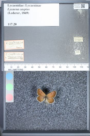 Media type: image;   Entomology 66322